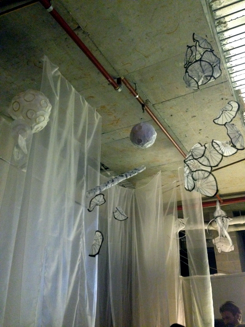 Calcifiers. Photo: Martina Doblin