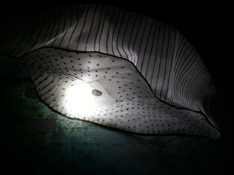 Diatom navicular